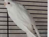 5 Yumurtalı Takım Erkek Heavy Dişi Albino Sultan