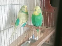 Uygun muhabbet kuşları