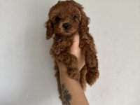 Redbrown toy poodle