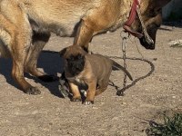 Üst Kalite Tek Doğan Erkek Belçika Kurdu Yavrum