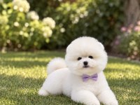 Kar Beyaz Pomeranian Boo Miniğimiz