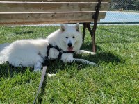 14 aylık erkek samoyed sahiplendirmek istiyoruz