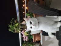 8 Aylık British Shorthair Sahiplendirme İstanbul