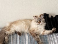 British Longhair Dişi 1 Yaşında