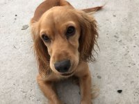 İngiliz cocker köpeğimiz