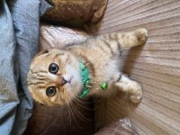 Muhteşem ırk black golden TABBY scottish fold