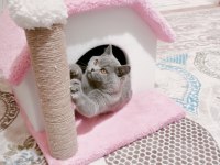 British Shorthair 8 Aylık