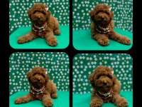 Show Kalite Toy Poodle Yavrular