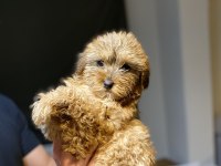 Maltipoo bebekler