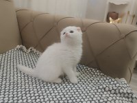 KAR BEYAZ SCOTTİSH FOLD KUSURSUZ