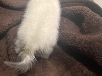 Sevimli sevimli scottish fold bebek yeni sahibini bekliyor