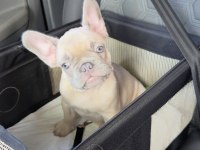 French Bulldog Yavruları