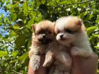 Muhteşem Renkte Tatlı Pomeranian Yavrular
