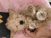 Tüy Koku Derdı Yok 0 Beden Maltipoo