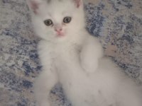 BRİTİSH KEDİSİ YAVRULAR