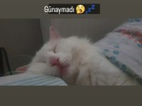 2 yaşında kısır Erkek Ankara kedisi