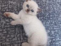 Sadece blue point kediler