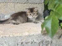 British longhair