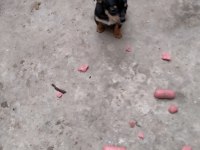Pinscher minyatür köpeğimiz