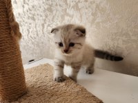 Bembeyaz ve blue point Scottish Fold 1.5 aylık bebekler