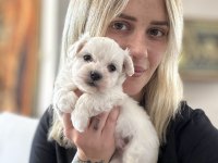 Maltese Yavruları