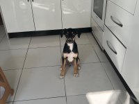 Rus finosu ve rottweiler kırması yavru