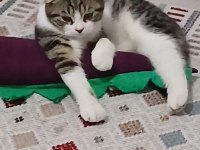 Sokağa atılan cins erkek kedimiz