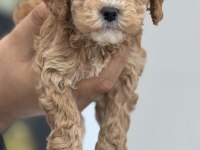 Dizayn ırk maltipoo yavrular petmode den