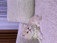 Golden British Shorthair Bebekler