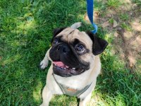Erkek pug yeni ailesini arıyor