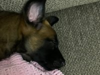 45 Günlük Dişi Yavru Safkan Belçika Malinois