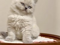 BRİTİSH LONGHAİR KEDİSİ (BLEUPOİNT)