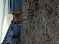 Sarı köpeğimiz