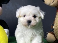 Sevimli Maltese Terrier