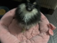 Pomeranian