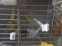 Yavru çift damızlık erkek dişi muhabbet kuşu bulunur