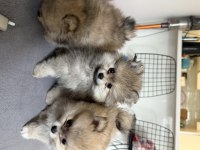 Pomeranian boo bebekler