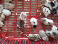 Her Irk Hamster Bebek ve Malzemeleri Adrese Teslim Mevcut