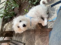 Maltese Terrier 3 aylık