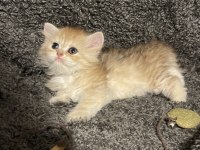 Anne Baba Şecereli Golden Safkan British Longhair Dişi