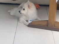 Japon spitz 5 aylık