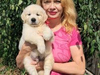Golden Retriever Yavrularımız Evinizin Neşesi Olacaktır