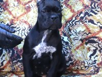 Fcı-Kıf Secereli Safkan Cane Corso Yavrular