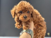 Petmode Köpek Çiftliğinde Ziyarete Açık Kore Toy Poodle