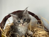 Safkan Full Şecereli Maine Coon Bebekler