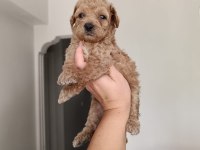Toy poodle yavrularımız