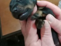 Doberman yavrularımız sahiplendirilecektir