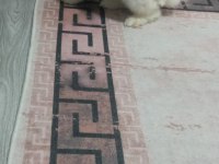 Hollanda teddy lop tavşanı