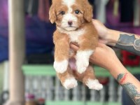 Maltipoo yavrularımız