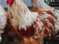 LEMON BRAHMA KULUÇKALIK YUMURTA & CİVCİV